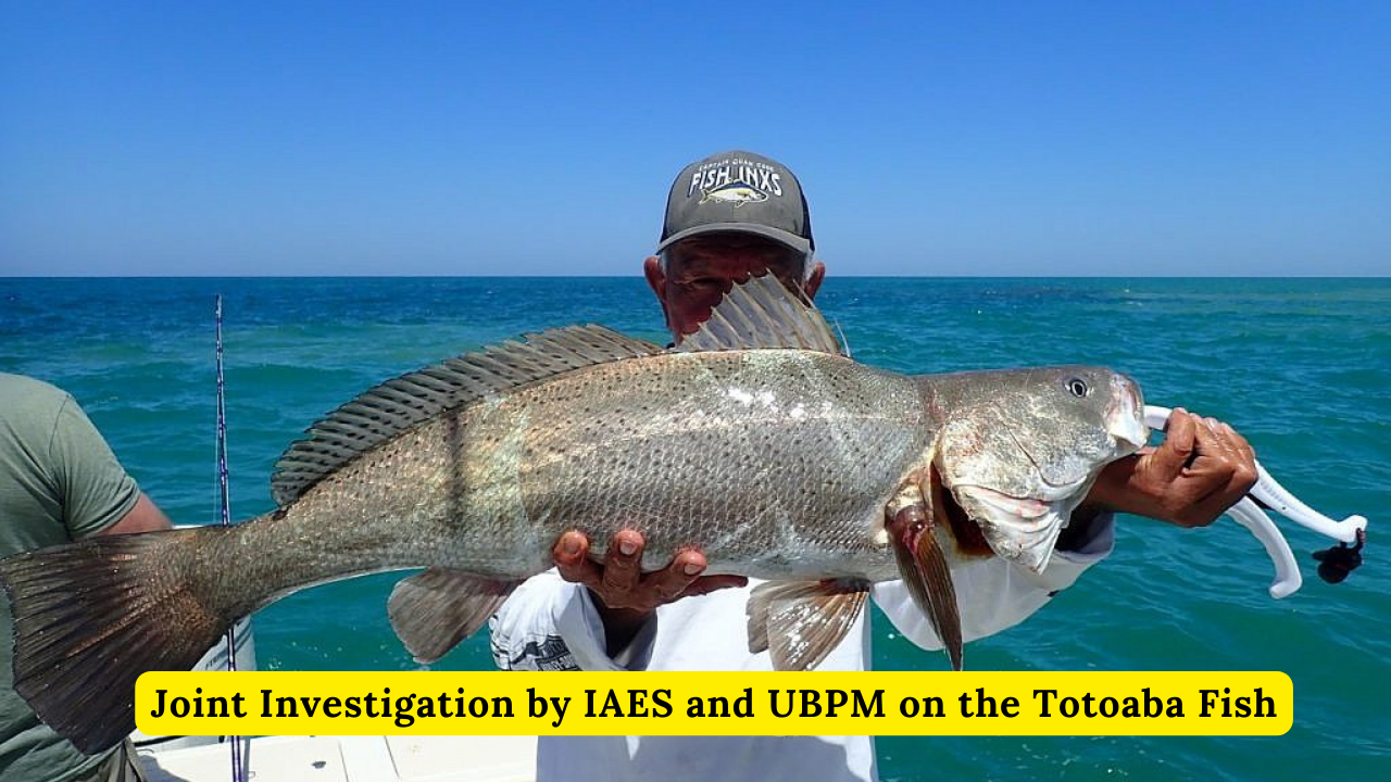 Joint Investigation by IAES and UBPM on the Totoaba Fish